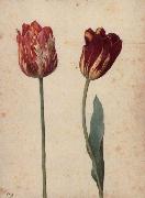 Two Tulips